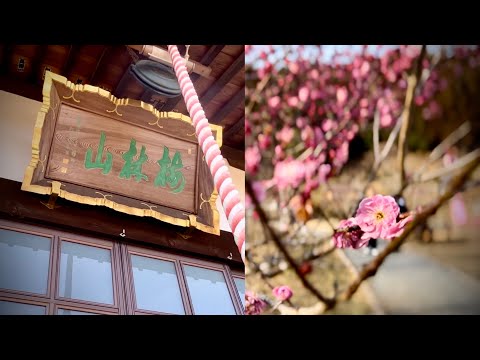【吉野梅郷梅まつり2025】早咲梅と山野草を楽しむ