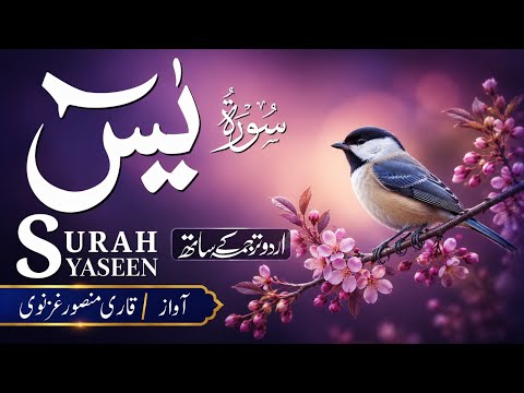 Surah Yaseen with Urdu Translation || Beautiful Quran Recitation for Peace & Healing (سورة Ep 0224