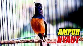 Download Lagu NGAK MUNGKIN DIAM DENGAR HENTAKAN TEMBAKANYA, MURAI APAPUN PASTI NYAMBAR MP3 Download Lagu NGAK MUNGKIN DIAM DENGAR HENTAKAN TEMBAKANYA, MURAI APAPUN PASTI NYAMBAR MP3