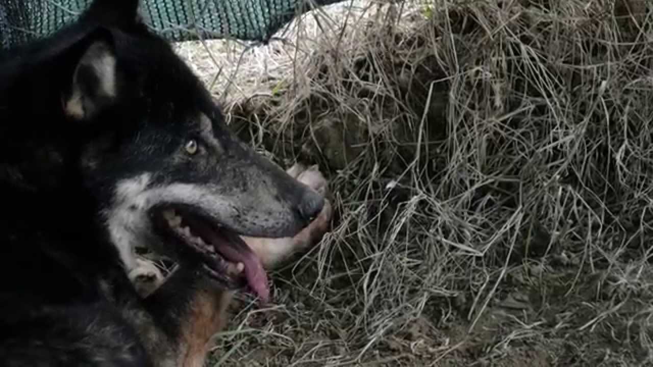 Mirco, storia di un lupo... ibrido