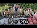 体調崩して２日ぶりに行ったら…目が鋭くなってた【PIPIPIのすずめ日記 】