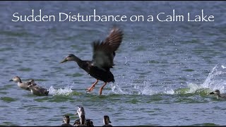 Sudden Disturbance on a Calm Lake 🦆🐥🦆🐥