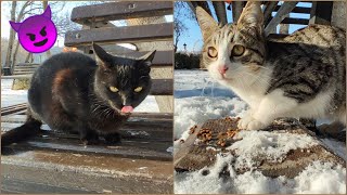 The Grumpy Cat Does Not Allow Other Cats To Eat And Attacks Them - Feeding Hungry Cats Catty Meow