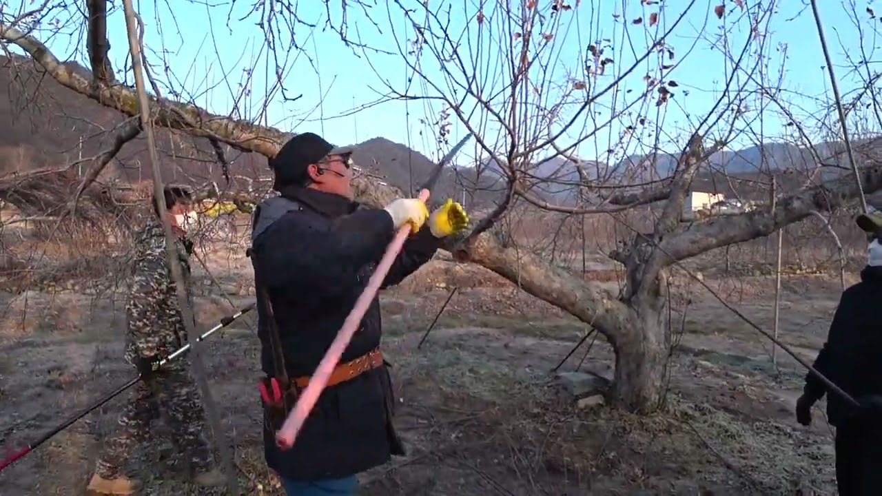 2025 01 23 일반대목 정지전정 구로다