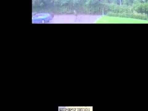 Sad Moment Dog Was Dumped Outside Weymouth BMT Factory From Dorset Echo Flv