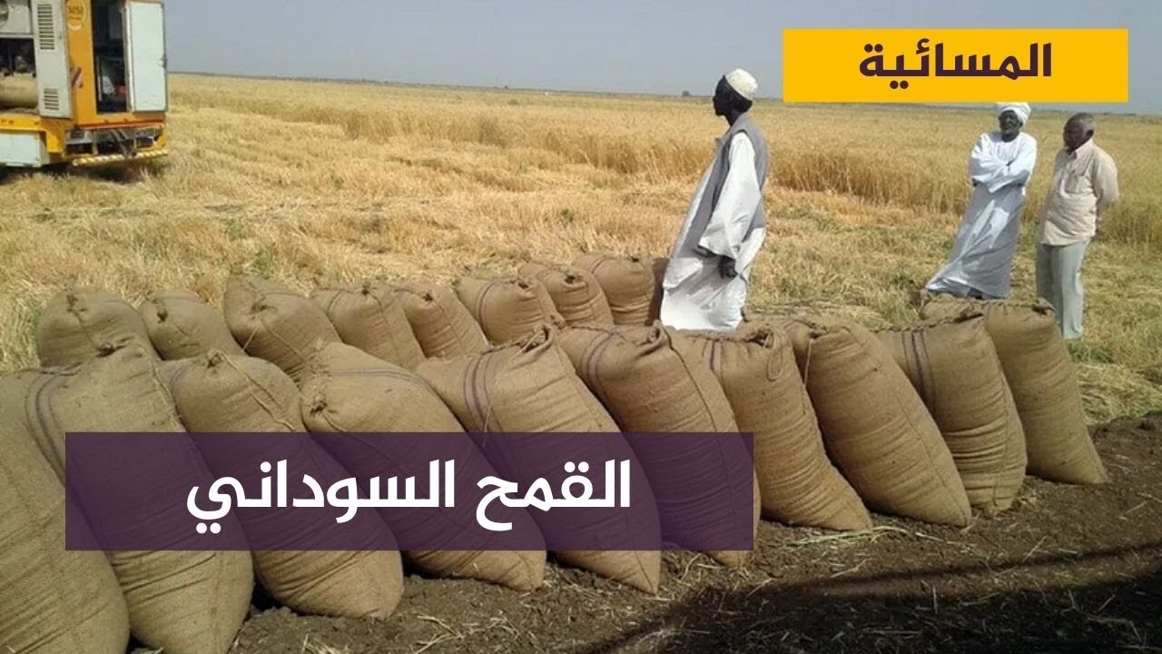 توقف الحكومة عن شراء القمح يكبد المزارعين السودانيين خسائر كبيرة
