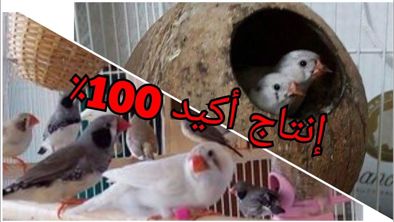 تابع كيف تجعل طيور الزيبرا تنتج 100 ٪