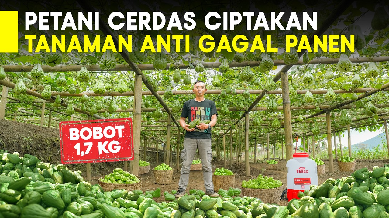 Sayuran Abadi! Tanam Sekali & Nikmati Berkali-kali, Perawatan 400 rb/Tahun Sisanya Menghitung Untung