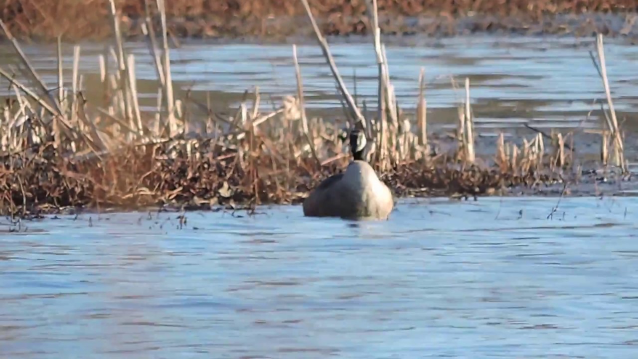 Canadian Goose Bath Time YouTube
