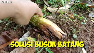 Cara Mengatasi Porang Terkena Busuk Batang