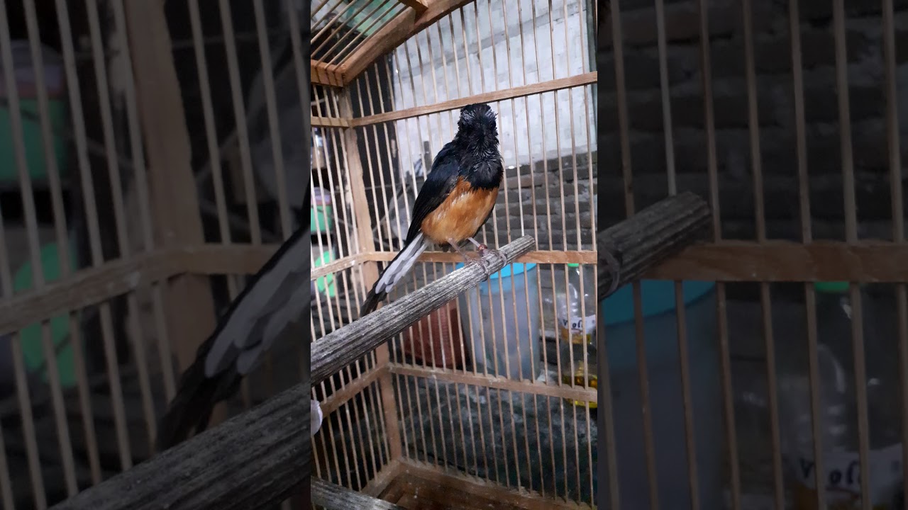 Burung Murai batu medan trotol jantan 