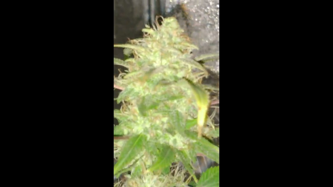 My First Weed Plant -Bad Azz Kush (FLOWERING)