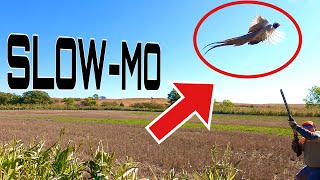 Rooster BONANZA 2020 | WILD Kansas Pheasant Hunting