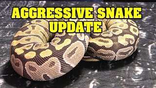 Aggressive / Defensive ball python UPDATE!