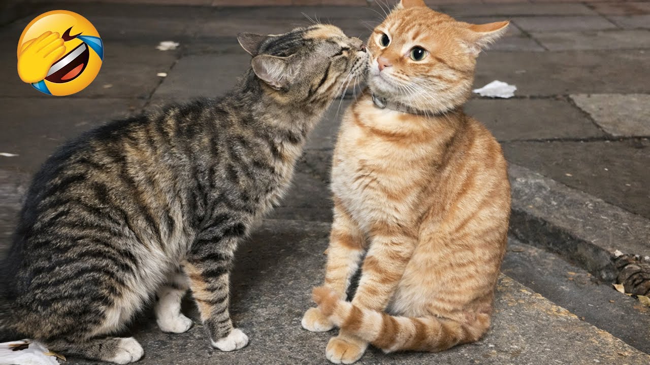 You Laugh You Lose 😹 Funniest Cats and Dogs 2026🤣