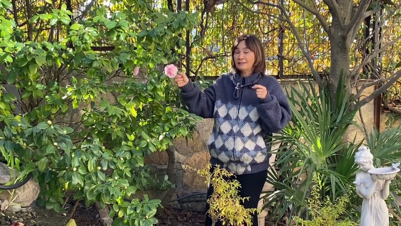 Kamelya bitkisi ,camellia japonica bakımı hastalıkları