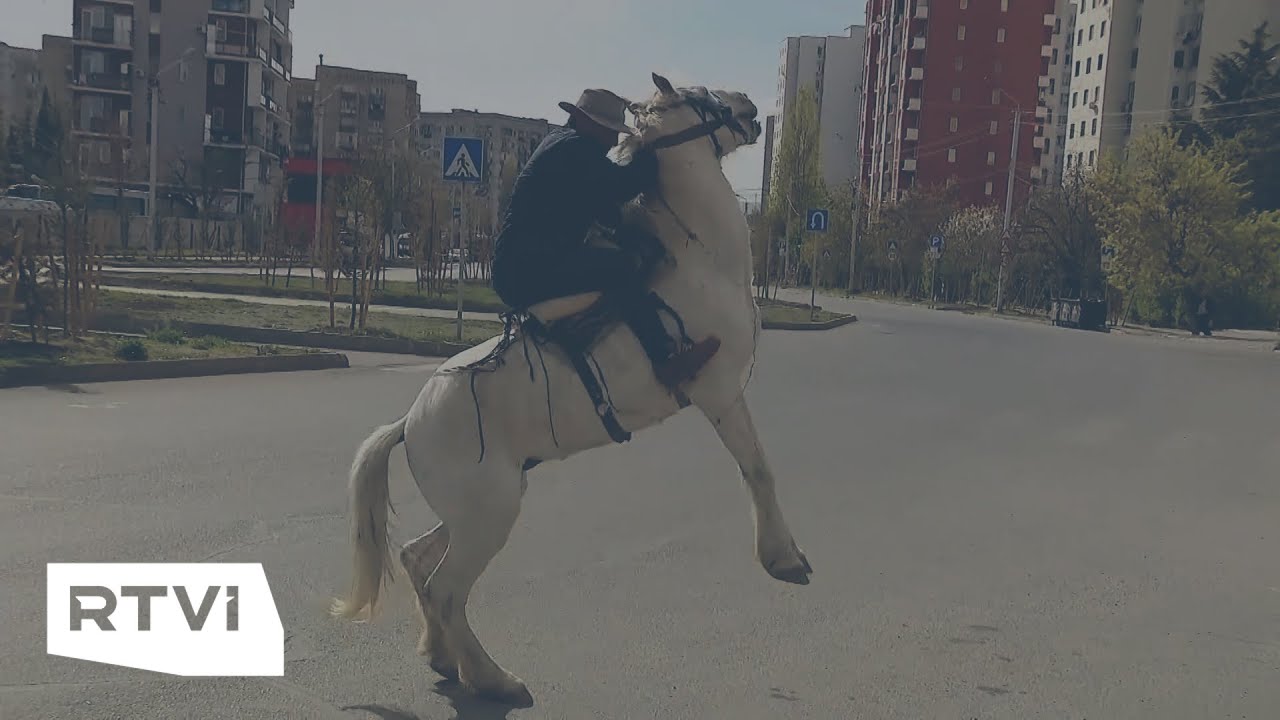 Машина сбила лошадь