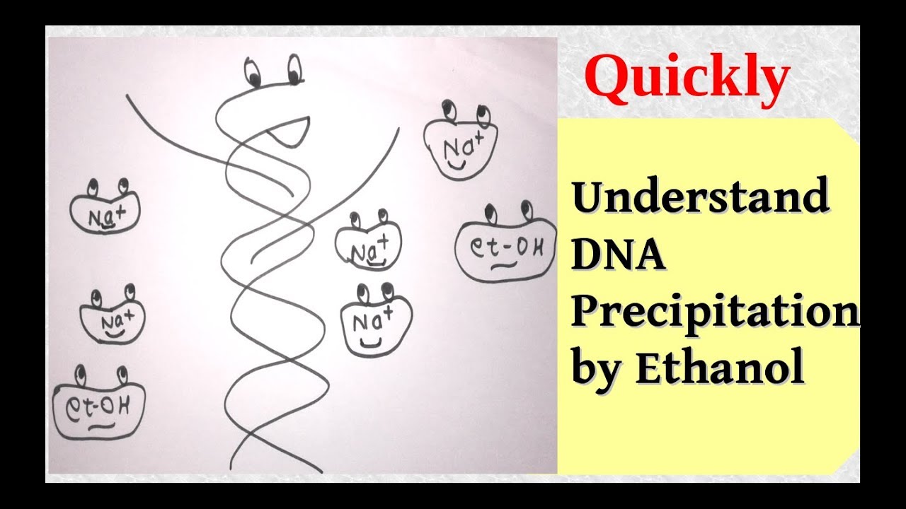 DNA Precipitation YouTube dna-precipitation-youtube