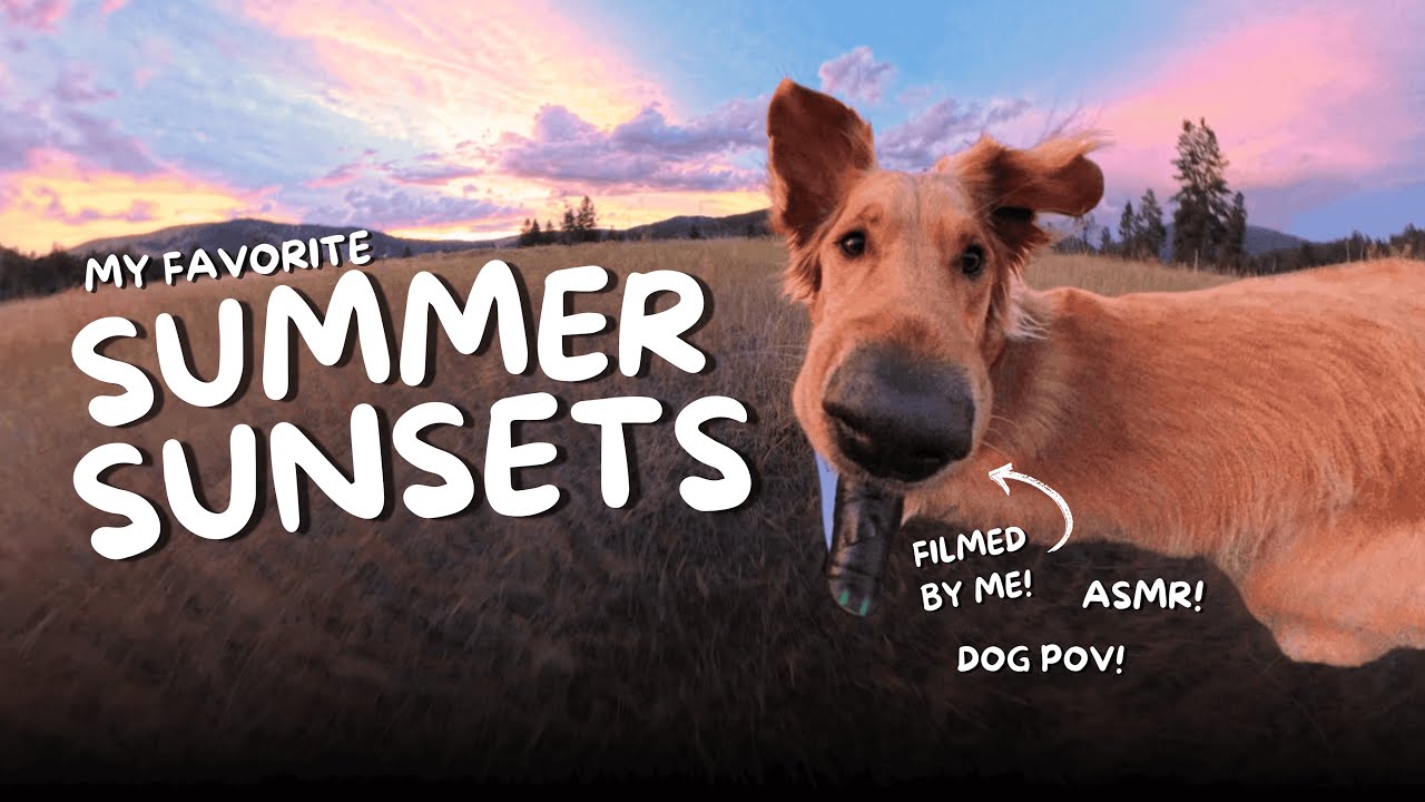 My First Vlog! | Summer Sunset Tour | Dog Vlog | POV Adventure | ASMR