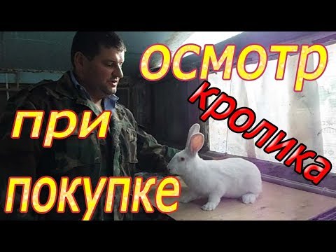 ПОКУПАЕМ КРОЛИКА!!! что смотреть? (видео 3)