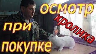 ПОКУПАЕМ КРОЛИКА!!!  что смотреть? (видео 3)