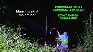 Mancing Sidat Babon Malam Hari⁉️ Membuat Malam Hening Jadi Berisik