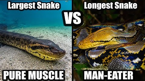 Green Anaconda vs Reticulated Python: Who