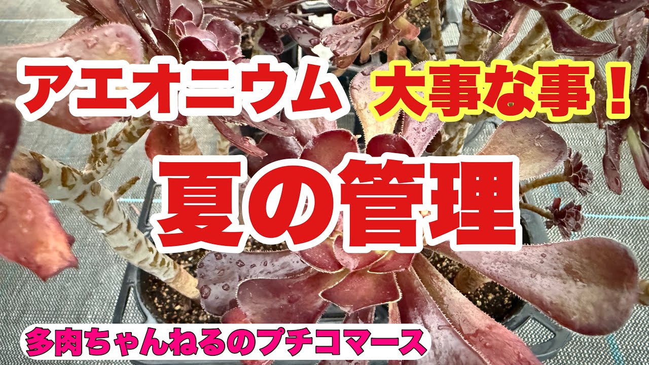 Succulents] How to care for Aeonium in summer! This is important