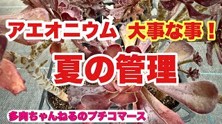 Succulents] How to care for Aeonium in summer! This is important