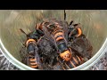 大量のスズメバチが入ったトラップを開けたら地獄だった