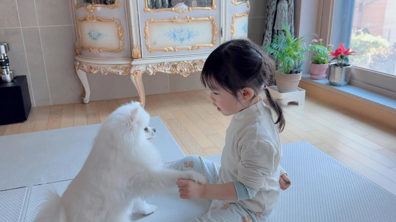 포메라니안 강아지와 만 2살 아기의 러블리한 케미 | 할머니 화장품 바르는 아기 | 할아버지 생신 축하해요