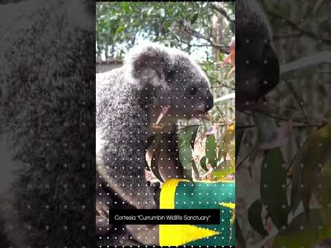 Koala Matilda predice la victoria de Australia sobre Inglaterra en Mundial Femenil