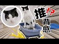 趁猫上厕所时，让猫砂盆跑起来，猫：这推背感！｜花花与三猫 Cat Live thumbnail