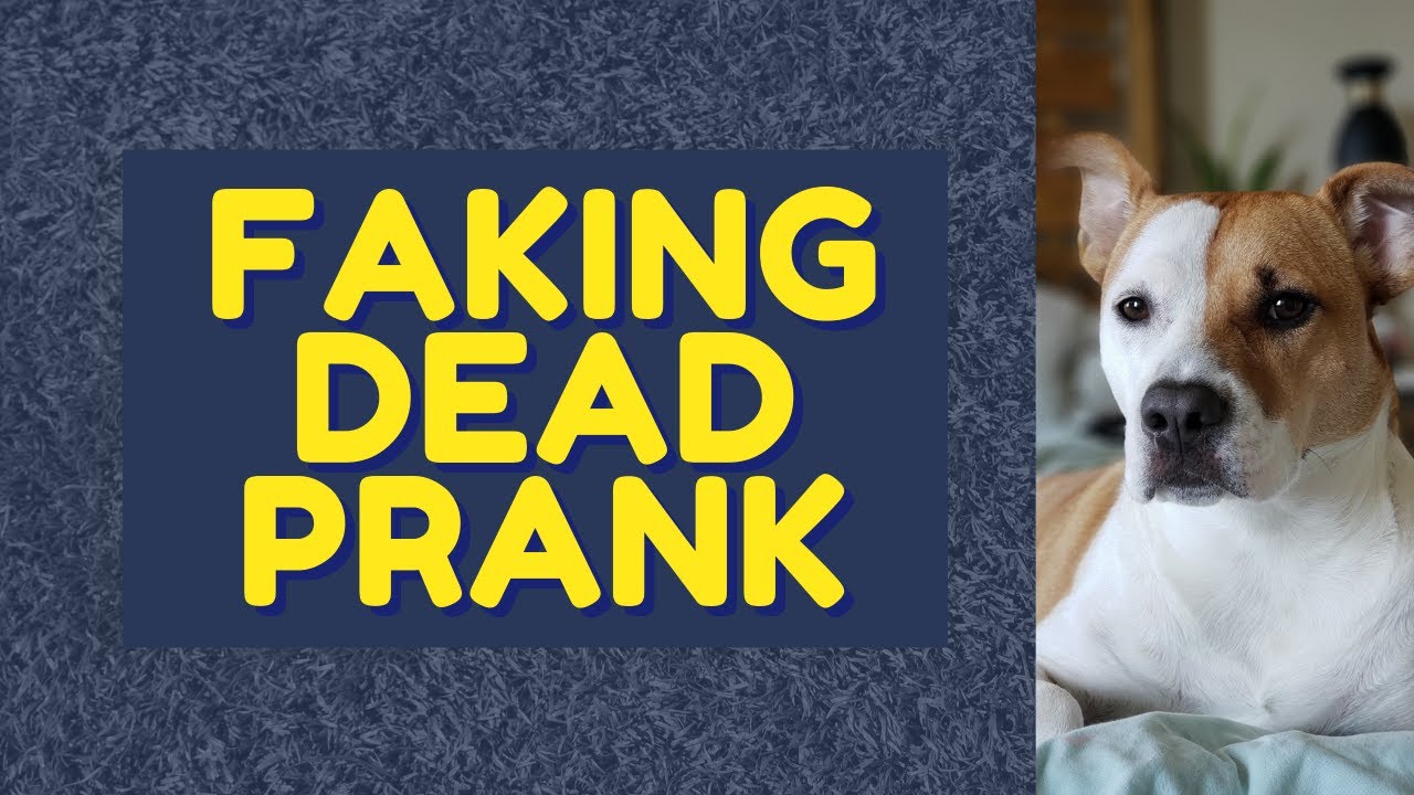 Faking Dead On My Dog Prank Funny Dog Reaction Pranking my dog Taco