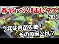 【春キャベツ・玉レタス】育苗時の失敗報告と苗の定植