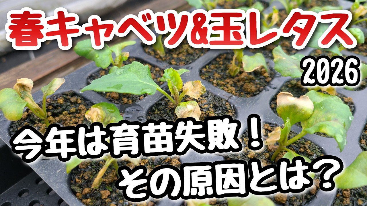 【春キャベツ・玉レタス】育苗時の失敗報告と苗の定植