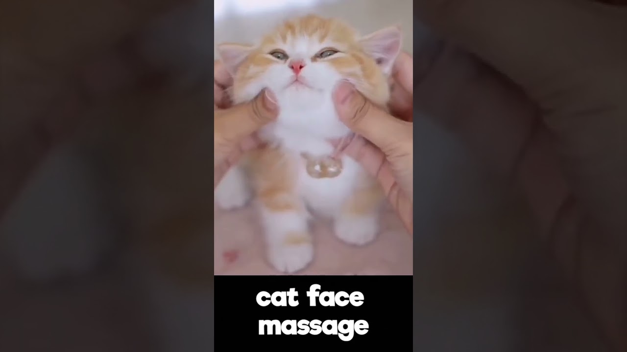 How to give cat a face massage