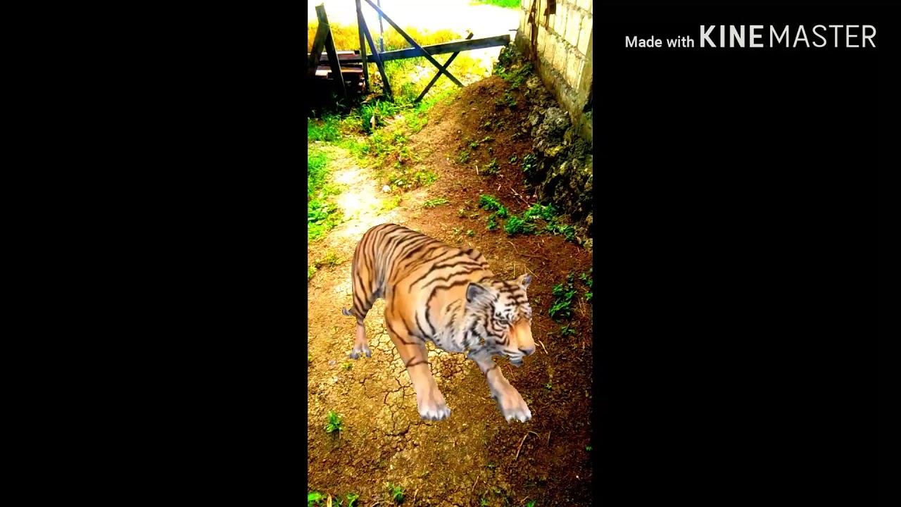 Manusia harimau anton 20 Januari 2022 YouTube