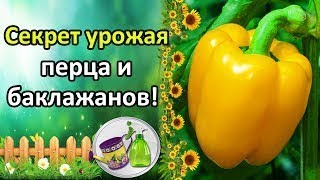 Супер Средство Для Увеличения Урожая Баклажанов! Борная Кислота Для: Баклажанов, Томатов,