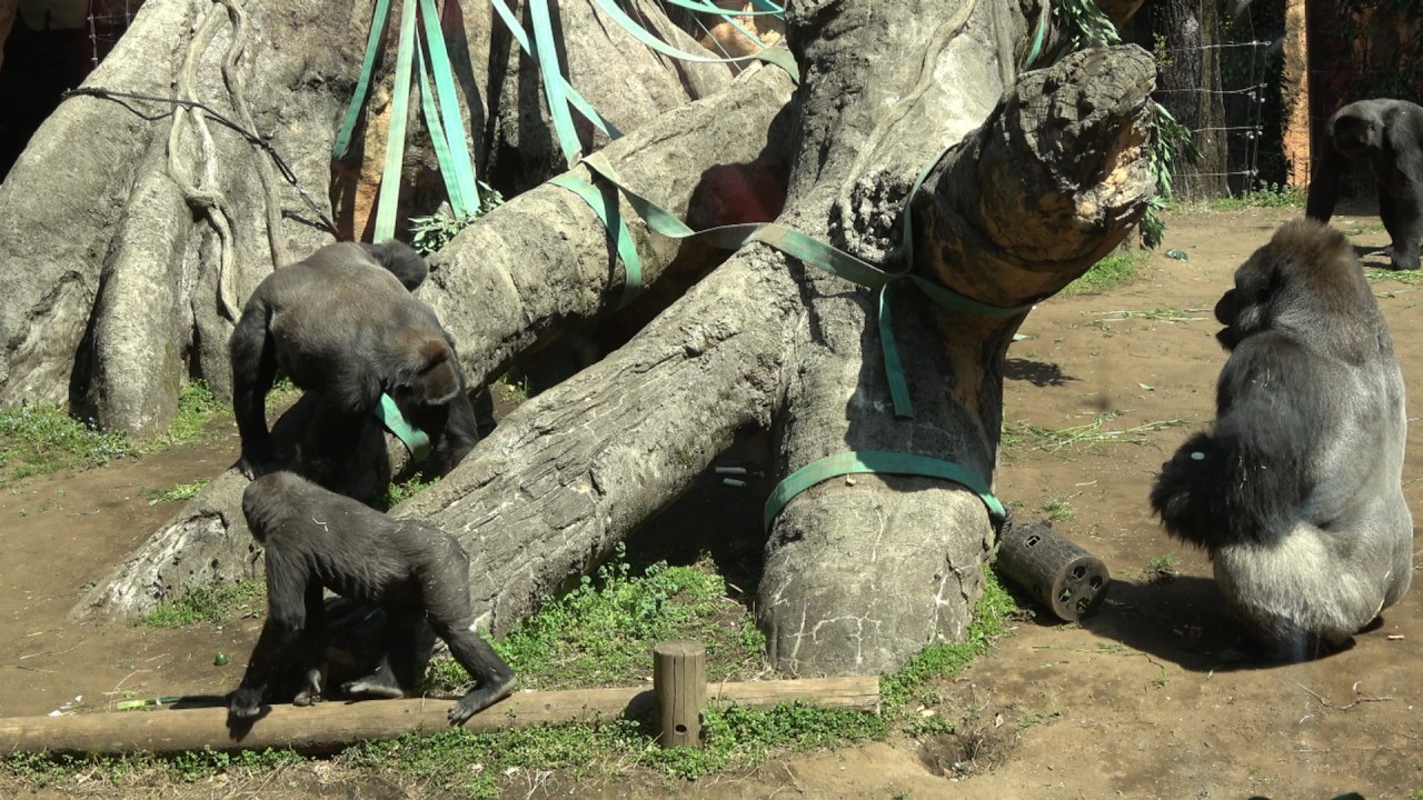 春の日差しを浴びて過ごすゴリラ家族🦍☺️ 【上野動物園 春の日差しを浴びて過ごすゴリラ家族🦍☺️ 【上野動物園