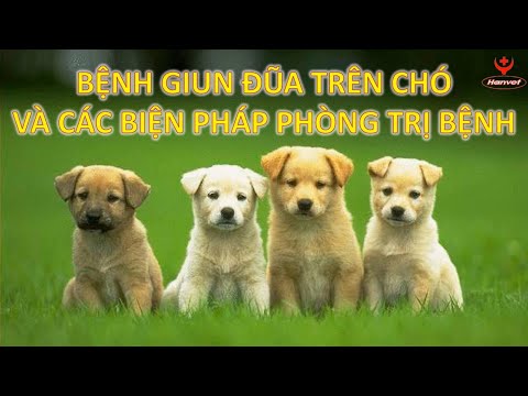 Video: Giun đũa chó: Nguyên nhân, Dấu hiệu và Điều trị