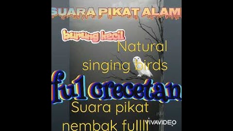 ful crecetan burung kecil gacor_untuk mikat_dijamin _ampuhhhh ||suara kicau ful nembak
