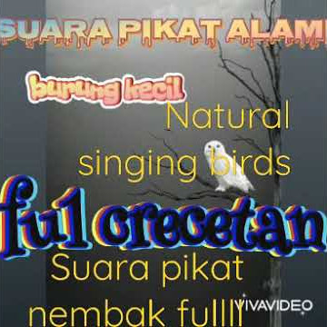 ful crecetan burung kecil gacor_untuk mikat_dijamin _ampuhhhh ||suara kicau ful nembak