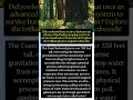 How Giant Trees Defy Earth's Gravity! #CoastRedwoods #ForestScience