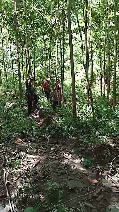 Plantation of Kangching Baptist Church