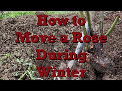 How to Move a Rose During Winter