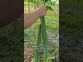 The joy of cutting fresh vegetables! A pure gift of nature! #FreshVegetables #OrganicFarming