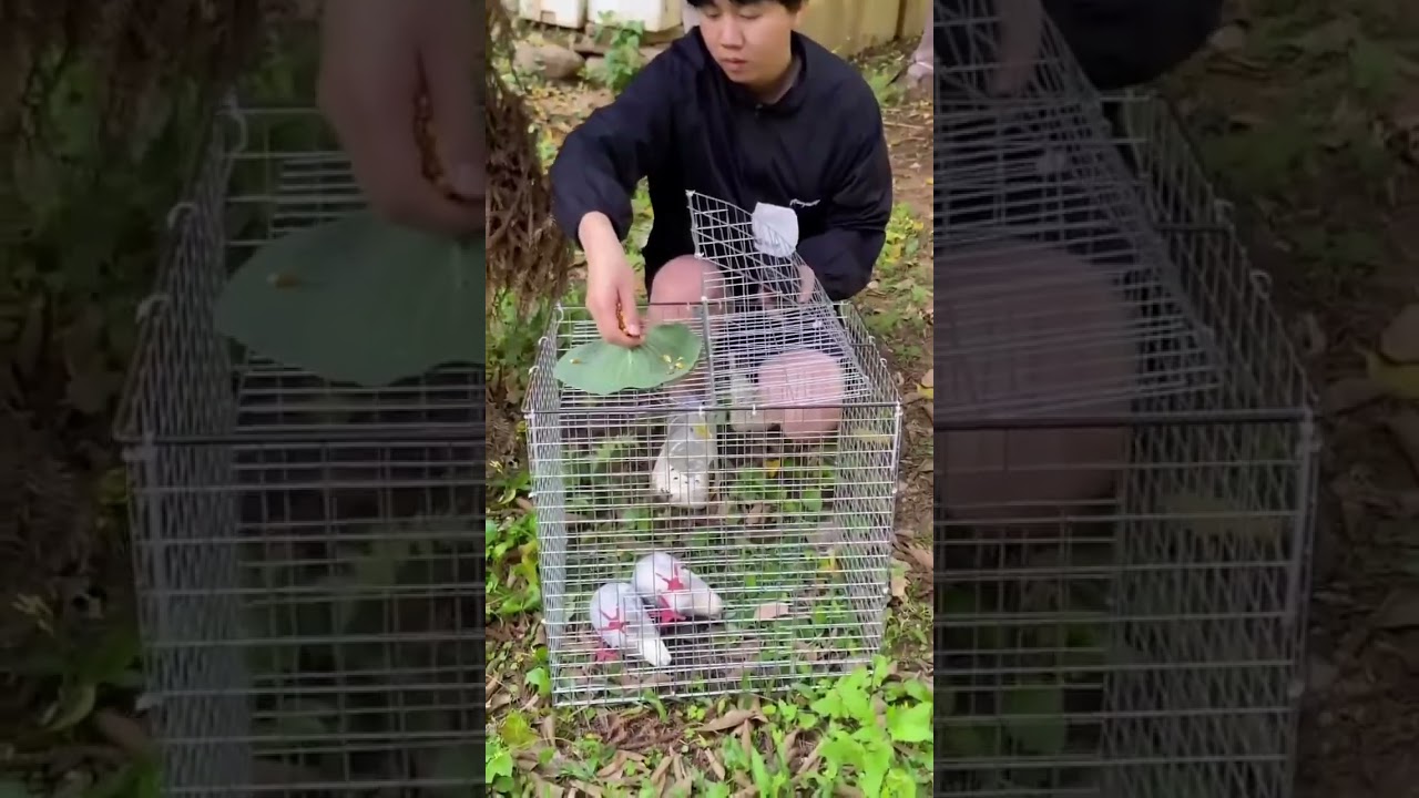 "Beautiful Pigeon Cage Setup 🕊️ | Calm & Peaceful Vibes 🌿 