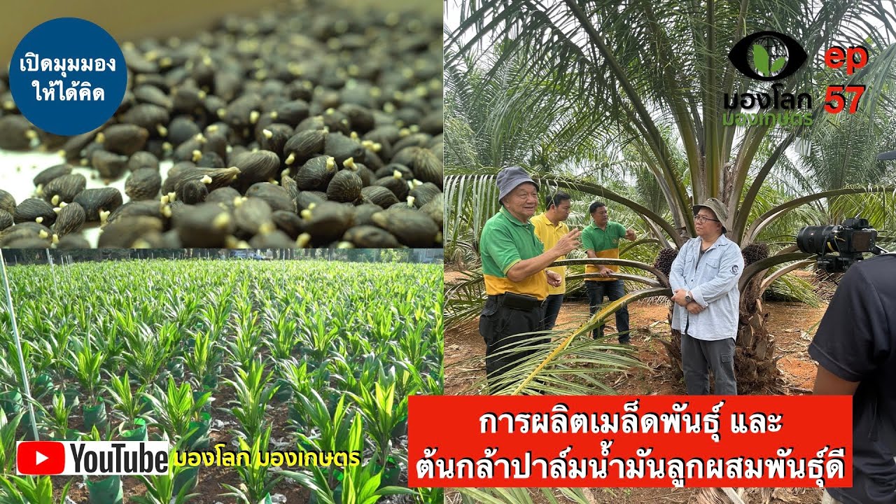 การผลิตเมล็ดพันธุ์และต้นกล้าปาล์มน้ำมันลูกผสมพันธุ์ดี | มองโลกมองเกษตร ep57