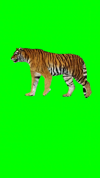 Tiger walk for green screen video#green screen shots#cartoon animal video#chroma key#Tiger walk